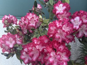 ForbiddenFlower