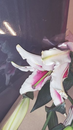 alyx_fin