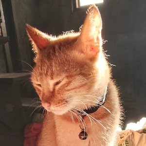 melan_oleuca26
