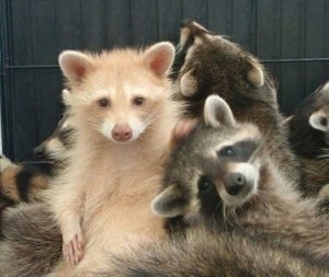RaccoonBread
