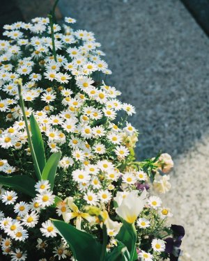Idyllic Daisy