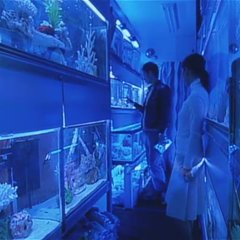 Kakuto Japanese Movie photo