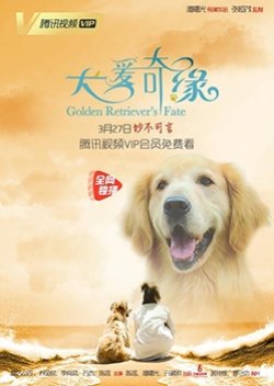 Golden Retriever's Fate (2019) poster