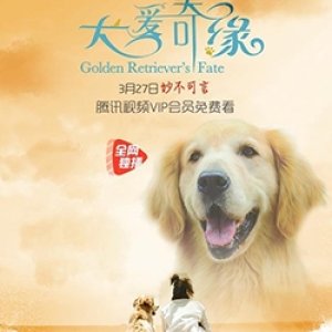 Golden Retriever's Fate (2019)