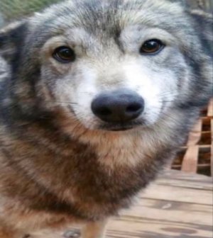 wolfik