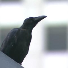 Guilty Akuma to Keiyakushita Onna Japanese Drama photo