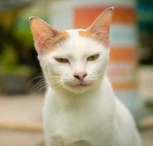 igabarika