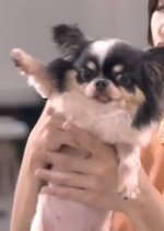 The Pursuit of Happiness Taiwanese Drama photo