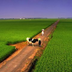 Kamikaze Girls Japanese Movie photo