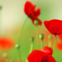 Consolation Korean Movie photo