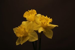 DaffodilDaze