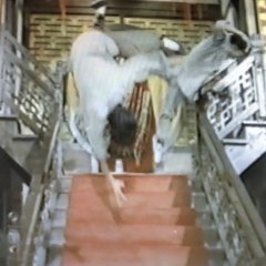 White Butterfly Killer Taiwanese Movie photo