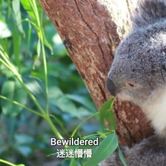 Teddy Bear Disease Chinese Drama photo