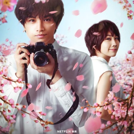My Lover Like Cherry Blossoms (2022)