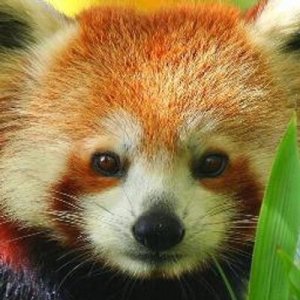 Red Panda