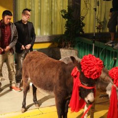 Vulgaria Hong Kong Movie photo