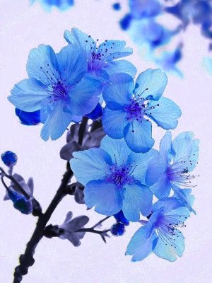 Blue Sakura