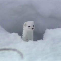 Kita no Kuni Kara Japanese Drama photo