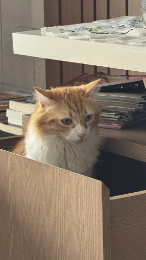 OrangeCatto