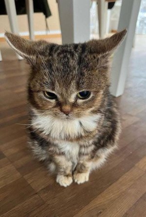 Micchii_