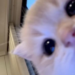 cici