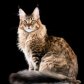 Maine Coon