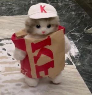 cat