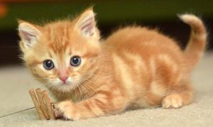 sunny like cat