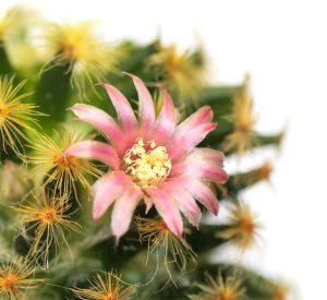 GreenCactus