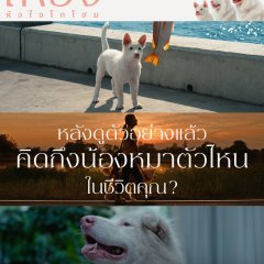 Gohan Thai Movie photo