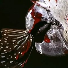 The Butterfly Murders Hong Kong Movie photo