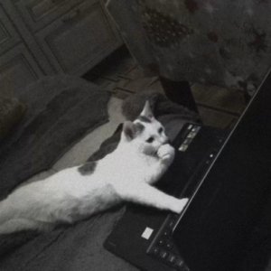 nrzfh