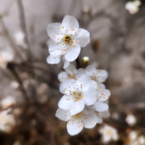 Hristiana Huang Si Qiu