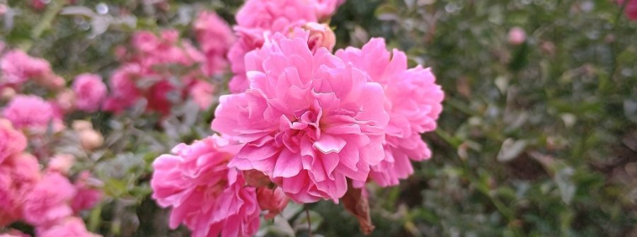 rose01.jpg