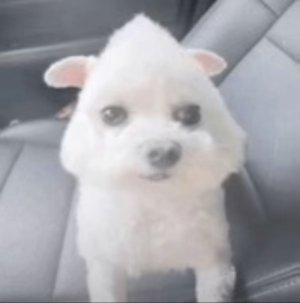 BigDawg-kun