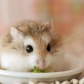 Hamster