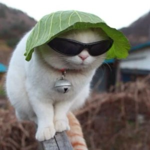 UnderratedTea