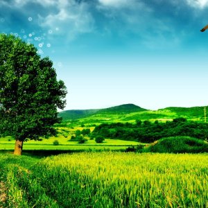 Kamisama no Boto  (2013)