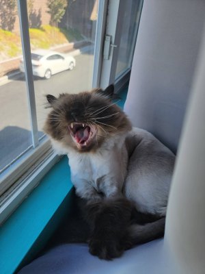 Ari
