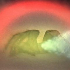 The Web of Death Hong Kong Movie photo