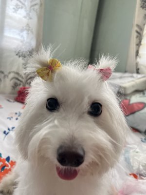boredellew