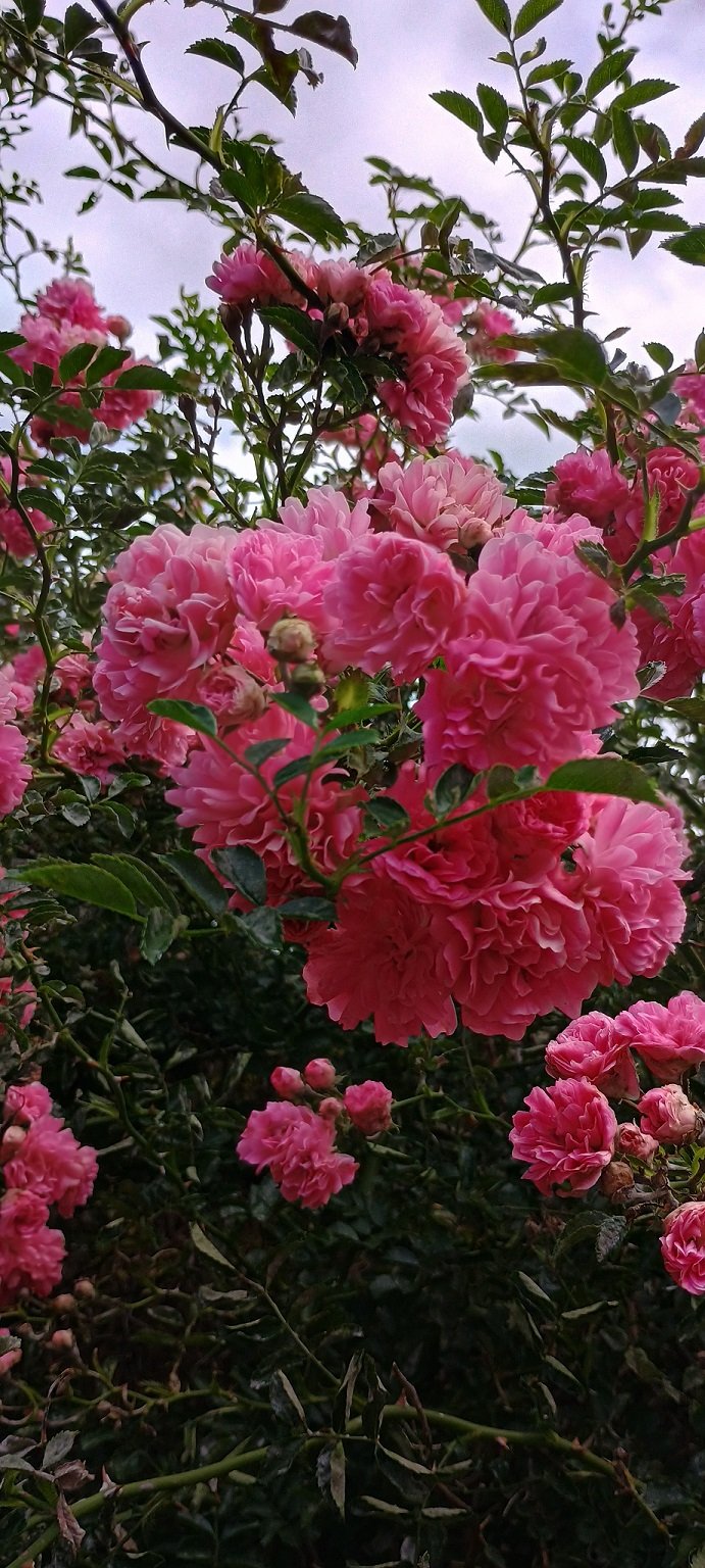 rose07.jpg rose07.jpg