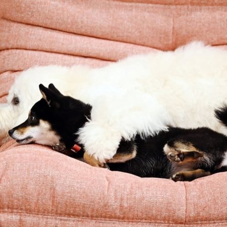 Love Is for the Dogs (2025)