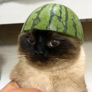 Litsod
