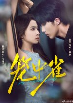 A Caged Bird Chinese Drama(2025) photo