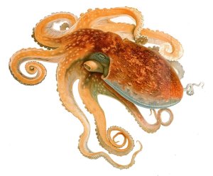 octopussoustonlit