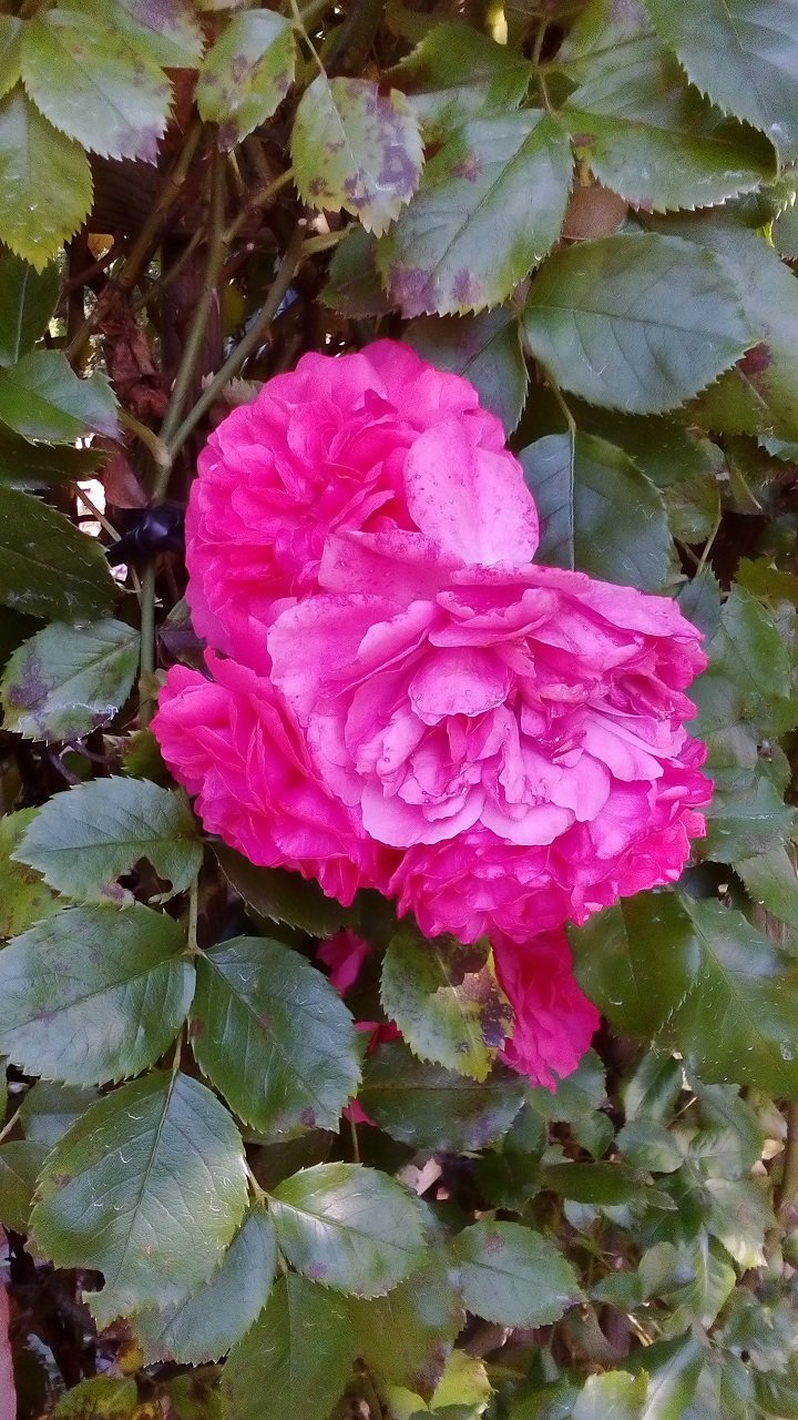 rose05.jpg rose05.jpg