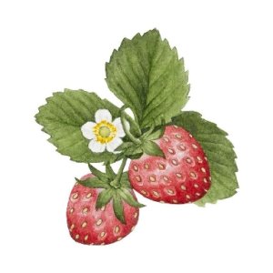 MILENATODOROVAA000033331