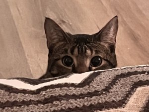 Zephene_