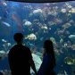 Aquarium date